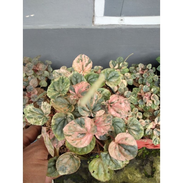 peperomia varigata pink