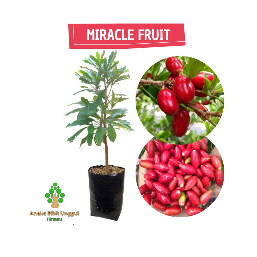 Bibit buah ajaib bibit buah miracle atau miracle fruit - BIBIT MIRACLE FRUIT - BIBIT BUAH AJAIB MIRA