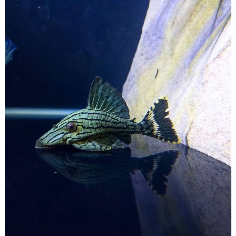 pleco L191 / ikan pleco royal panaque / ikan pleco import