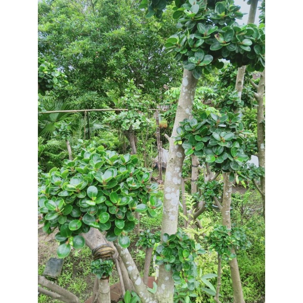 ID BIBIT BONSAI BERINGIN MICRO - DOLAR MANGKOK