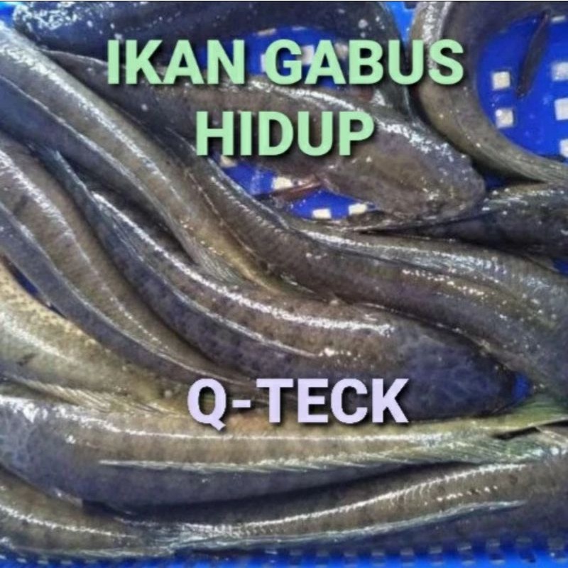 

Ikan Kutuk Gabus Segar Hidu p