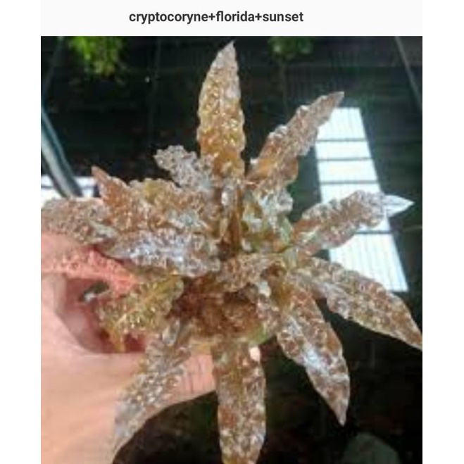 criptocoryne Florida sunset per 2 ridzoom