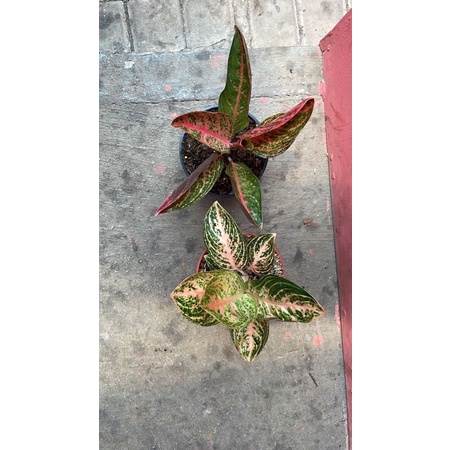 Aglonema Kendedes & Widuri Orange