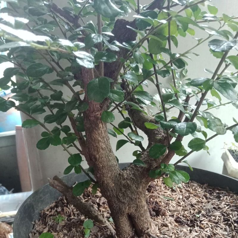 Jual Bahan Bonsai Hokianti Mikro Bunga Bonggol Prospek Shopee Indonesia