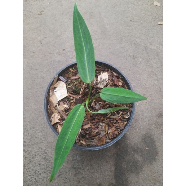 anthurium warocqueanum lidah gajah