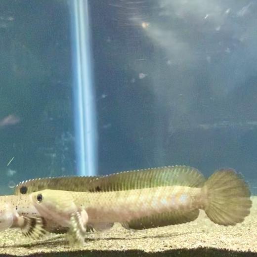 ikan channa blue pulchra Grade A - 6-8 cm