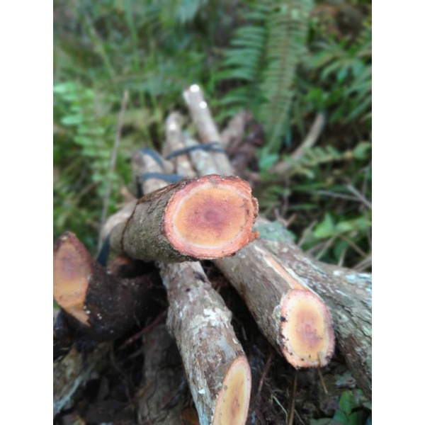 

Akar kayu bajakah basah