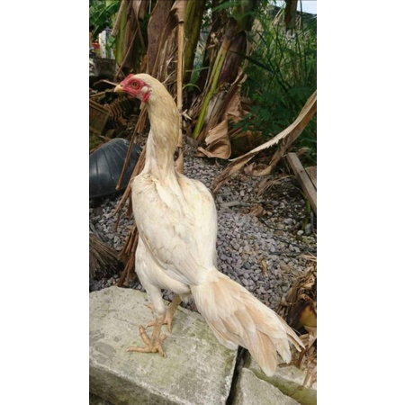 Vitamin Ayam Bonus Materi Biang Plucker Trah Import