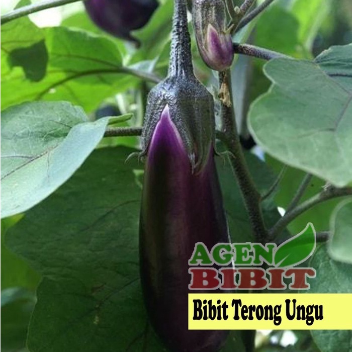 Terlaris Terlaris Bibit Pohon Terong Ungu Panjang - Tanaman Buah FF11