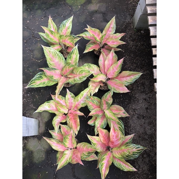 Aglaonema Pink Sunset