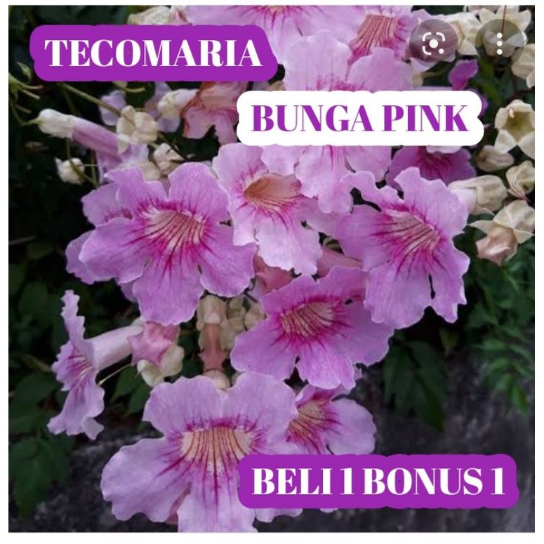 BIBIT TECOMARIA PINK