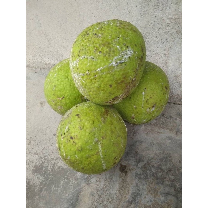 

buah sukun kondisi tua satu kilo lebih