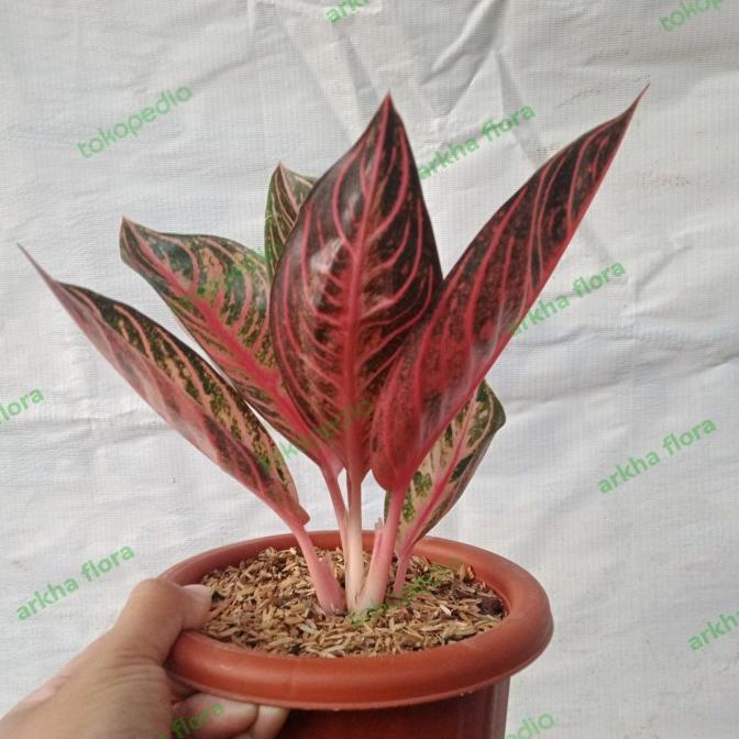 aglonema red Sumatra remaja