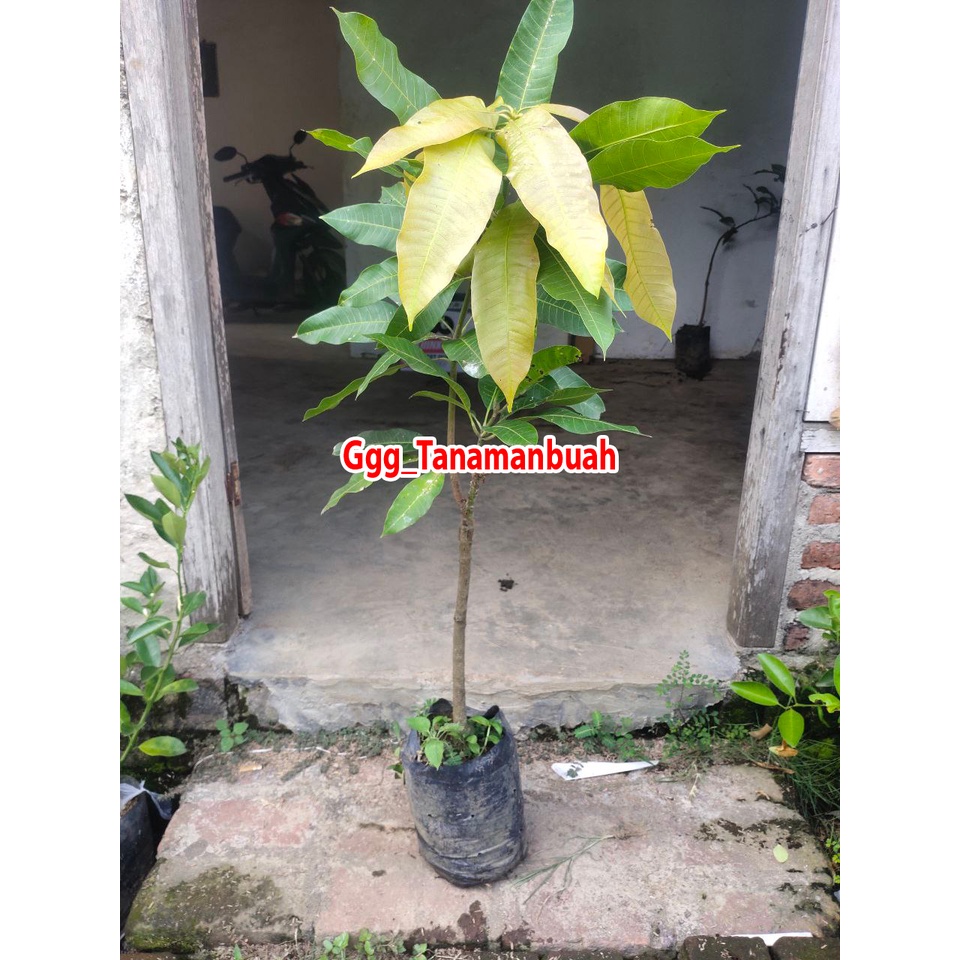 Bibit Mangga Miyazaki 1 Meter Up Batang besar