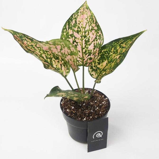 Aglaonema venus pink - Tanaman hias koleksi / Houseplant / Aglonema