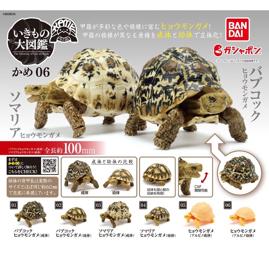 Gashapon Tortoise Gashapon Turtle 06 Leopard Tortoise
