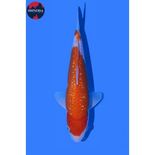 Koi Kohaku Ginrin Shinoda Farm Size 30BU Sertifikat Breeder Import Jepang