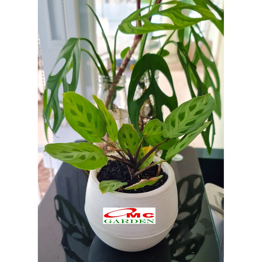 Calathea Levonero Kalatea Calatea Kalathea CLT-LEV-001