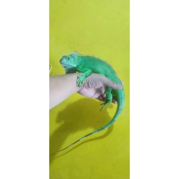 Iguana Betina Green Double Het(blue dan t+) 80cm bukan(snow thanos t- hypo candymoon albino tobago l