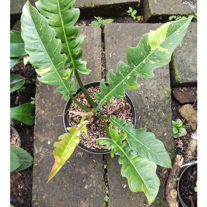 Tanaman Hias Philodendron Ring Of Fire Variegata / Philo Ring Of Fire  Philodendron Gergaji Variegat