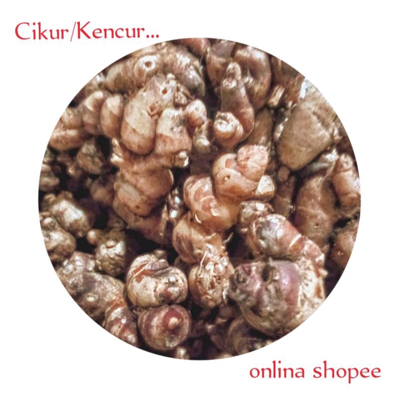 

cikur/kencur