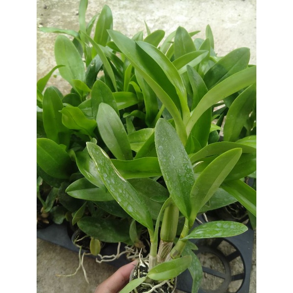 anggrek dendrobium Keriting pra remaja, bisa COD, seedling anggrek dendrobium keriting, anggrek mura