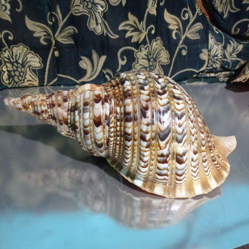 Cangkang kerang Triton 33cm