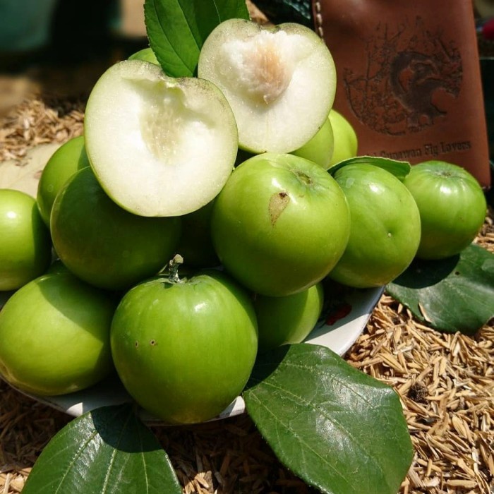 Tanaman Putsa ( Apel India ) 40cm CCC