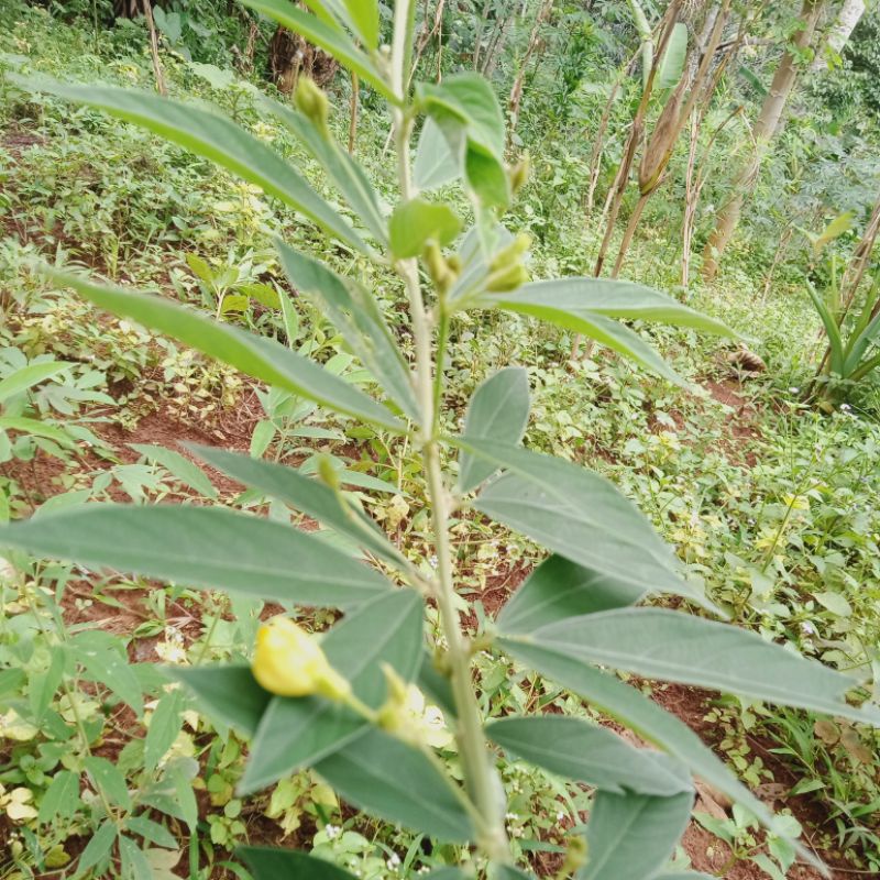 Daun Kacang Gude Segar