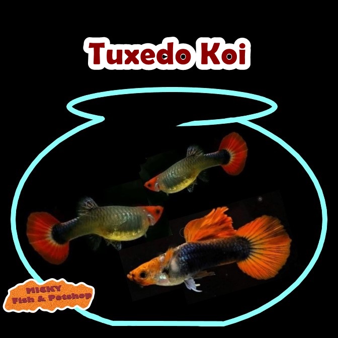 TRIO Guppy Tuxedo Koi Grade Indukan 1 Jantan 2 Betina