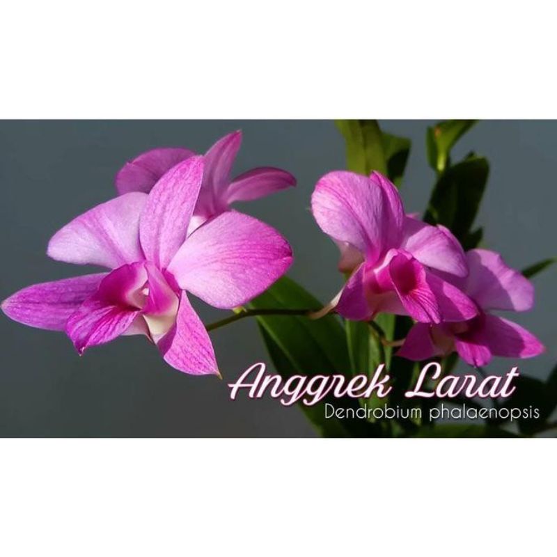 anggrek dendrobium larat