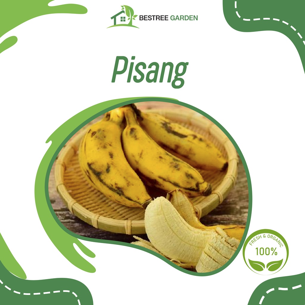 Bibit Tanaman Pisang Cavendish Sunpride