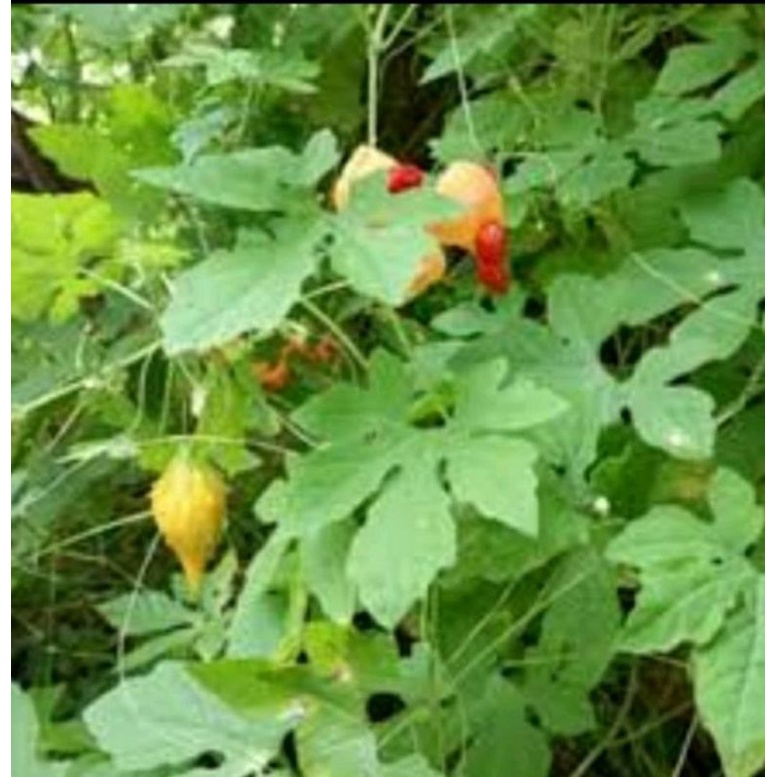 

daun pare hutan mini segar per 1KG