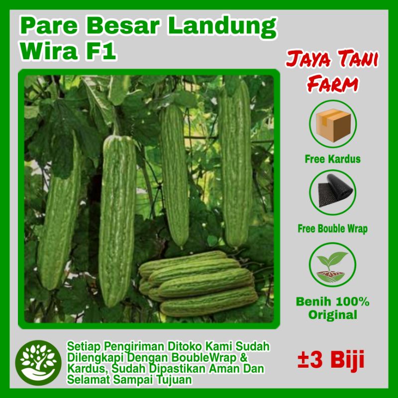 3 Biji Benih Sayuran Pare Besar Landung Wira  F1 / Bibit Sayuran / Pare Unggulan / bibit sayuran / b