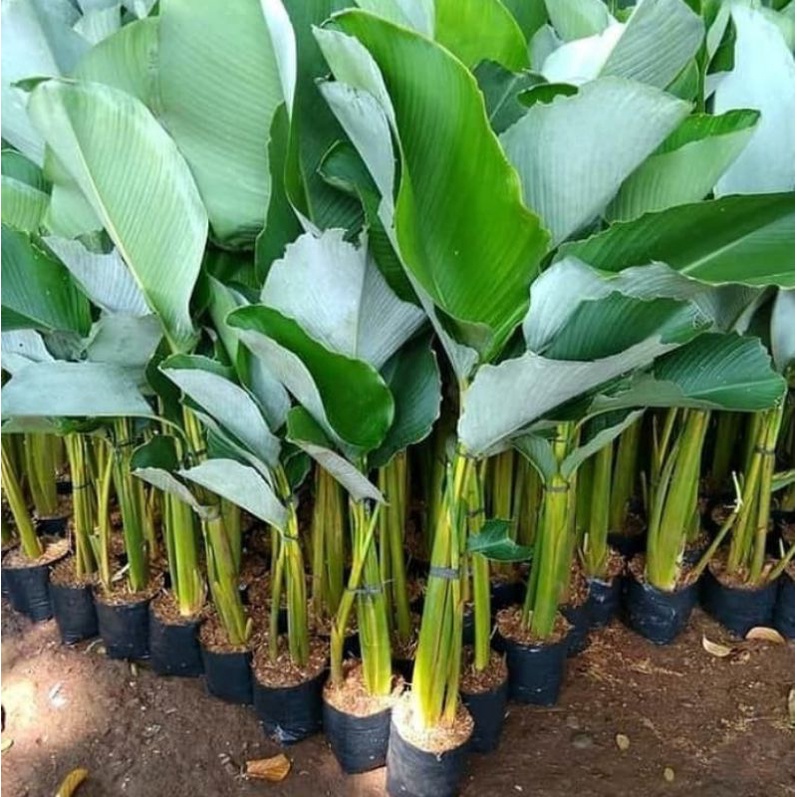 tanaman hias pisang pisang calatea/pisang calatea