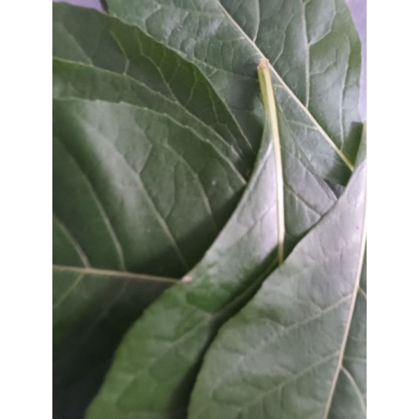 

Daun Afrika isi (15 lembar)