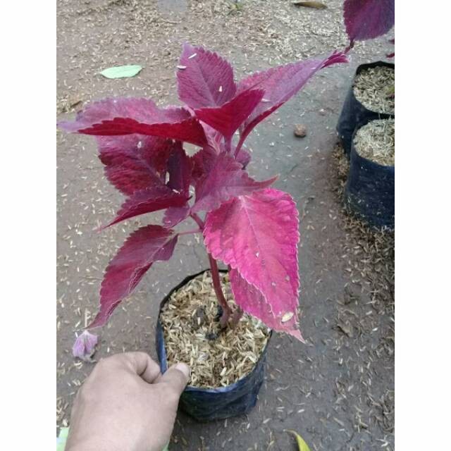 Tanaman hias miana merah/tanaman herbal miana merah/pohon miana merah