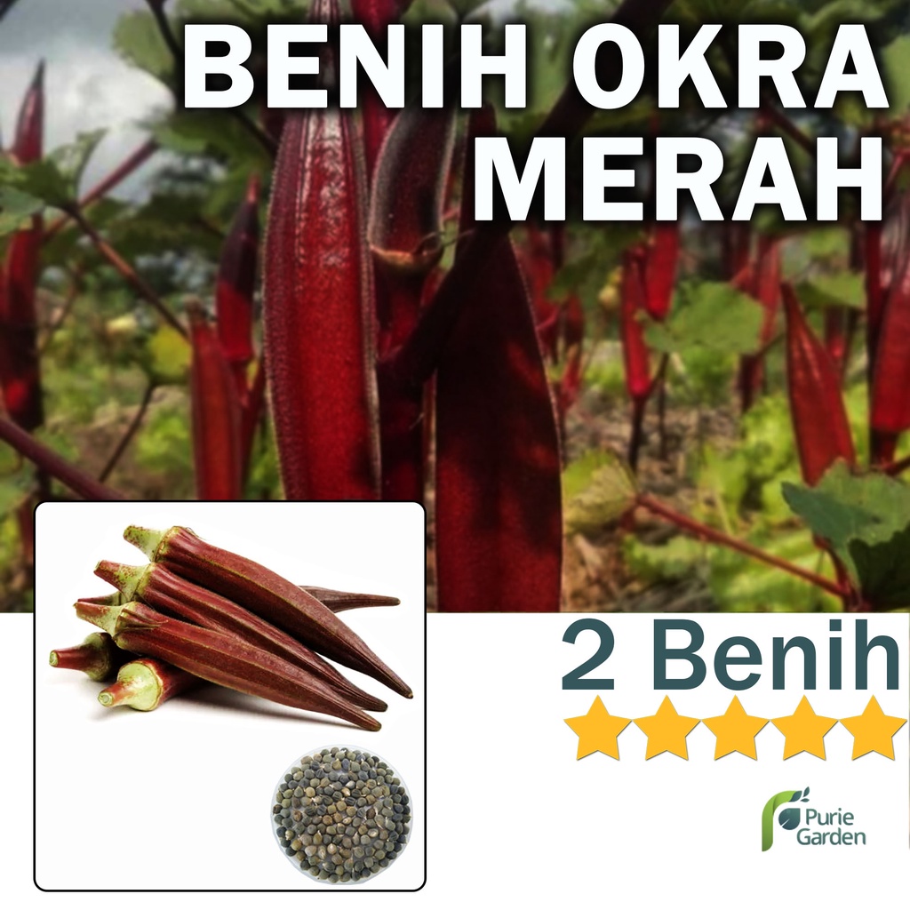 Benih Bibit Okra Merah 2 Benih Dua Ribuan PG KDR