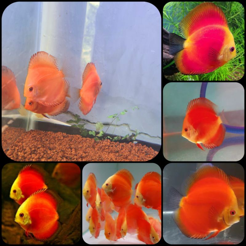 ikan discus red melon untuk aquarium dan aquascape