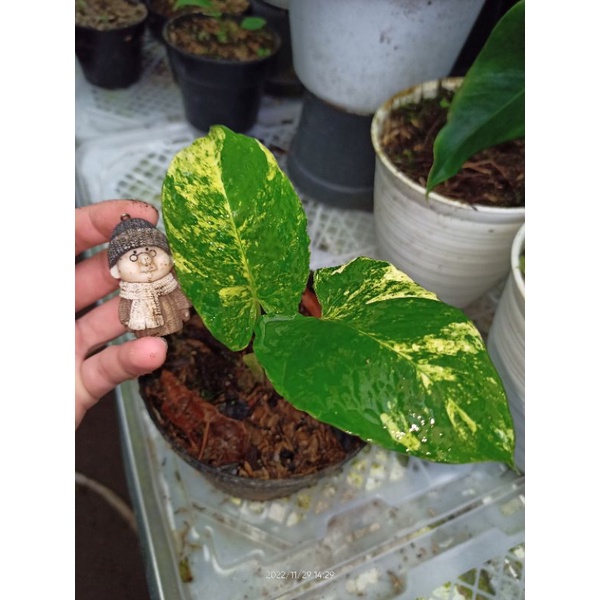 Schismatoglottis Varigata