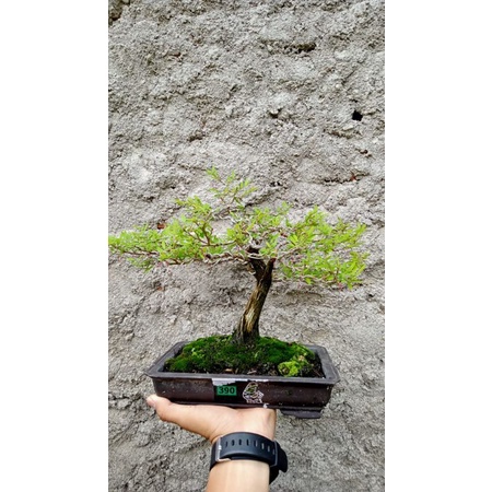 BONSAI CENDRAWASIH SIAP PAJANG