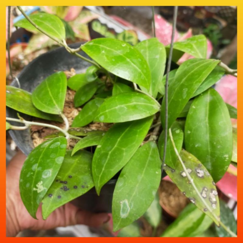 Tanaman Hias Hidup Hoya Microphylla Bunga Gantung Latifolia