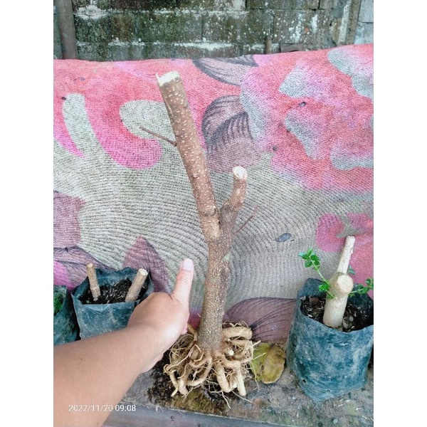 bahan bonsai anting putri dongkelan besar termurah