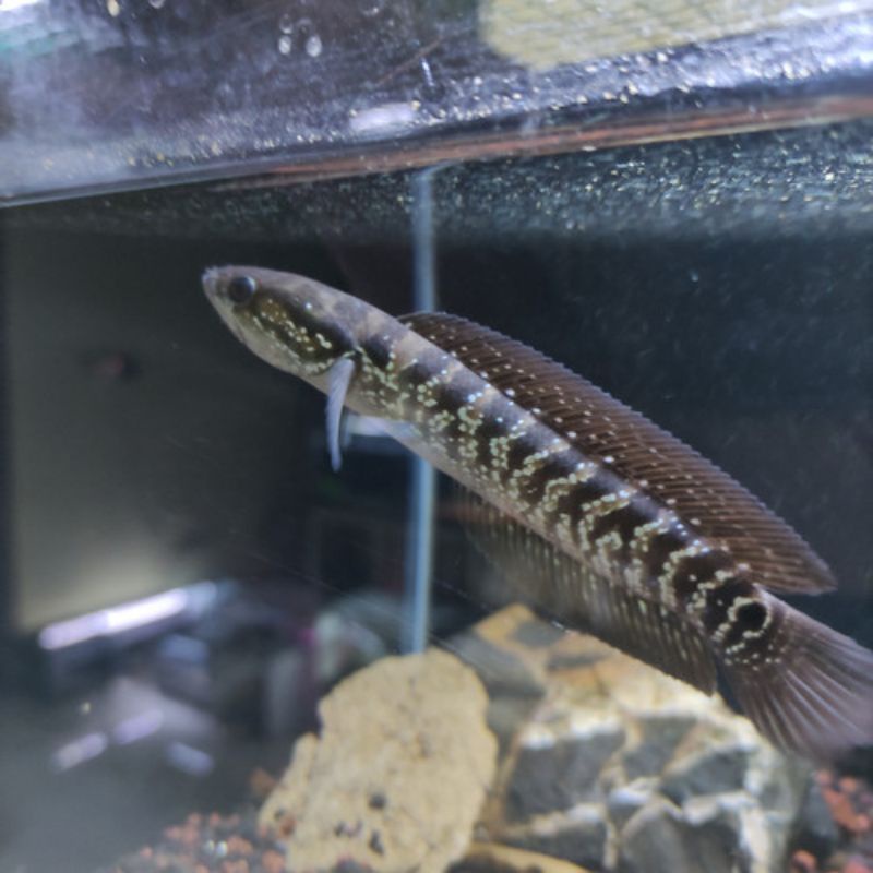 Asiatica Ws Size 19-20cm