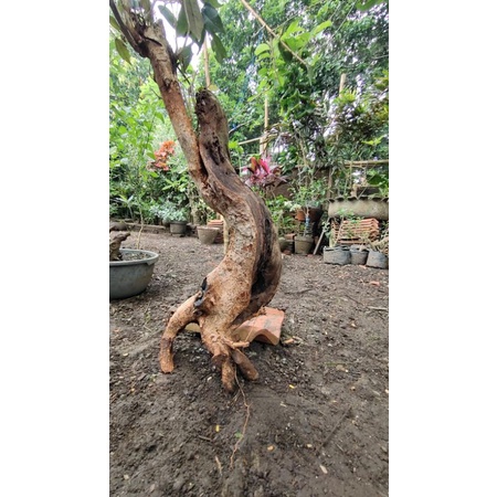 BAHAN BONSAI WALIKUKUN UNIK LANGKA