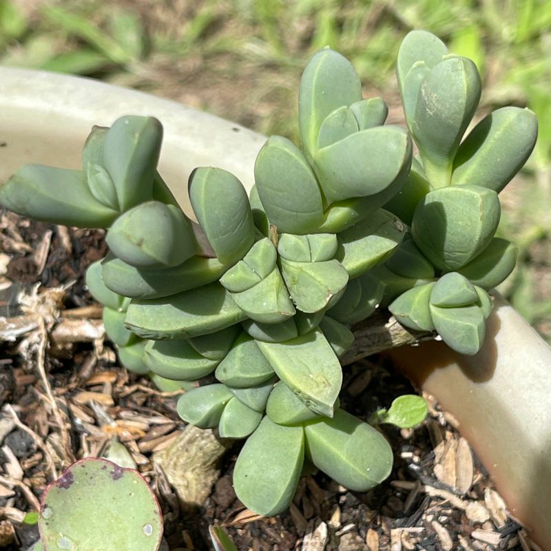 Sukulen Delosperma Lehmanii