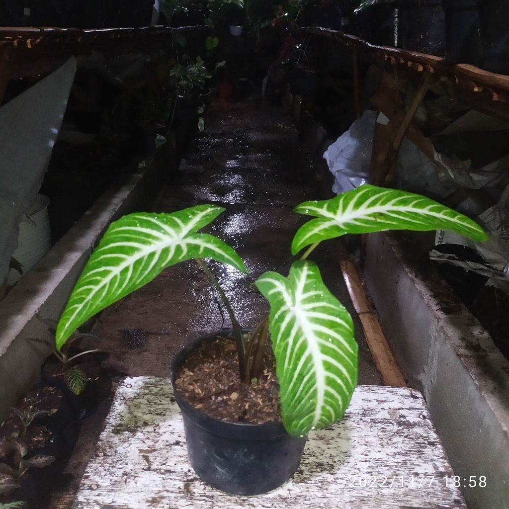 anthasoma lindenii || antasoma lindenii