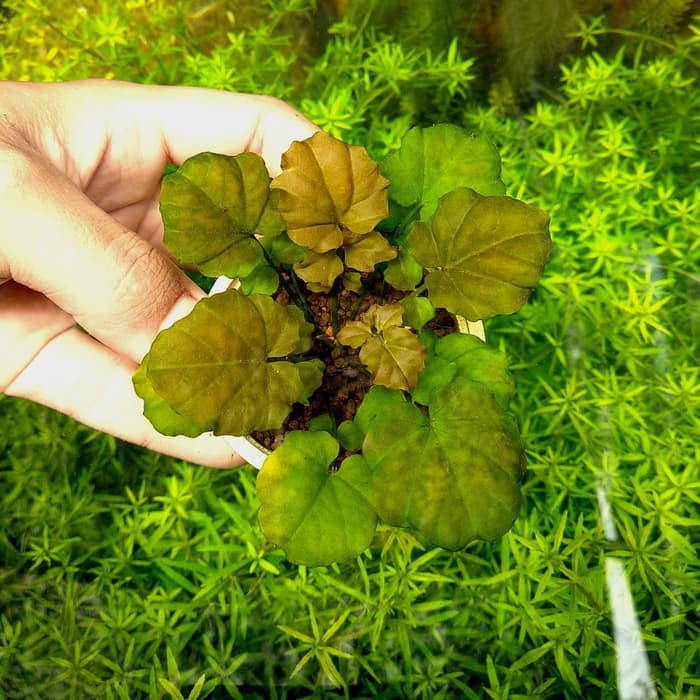 Cardamin Japonica ( tanaman aquascape tanpa co2 )