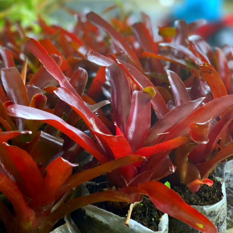 Sukulen Bromelia