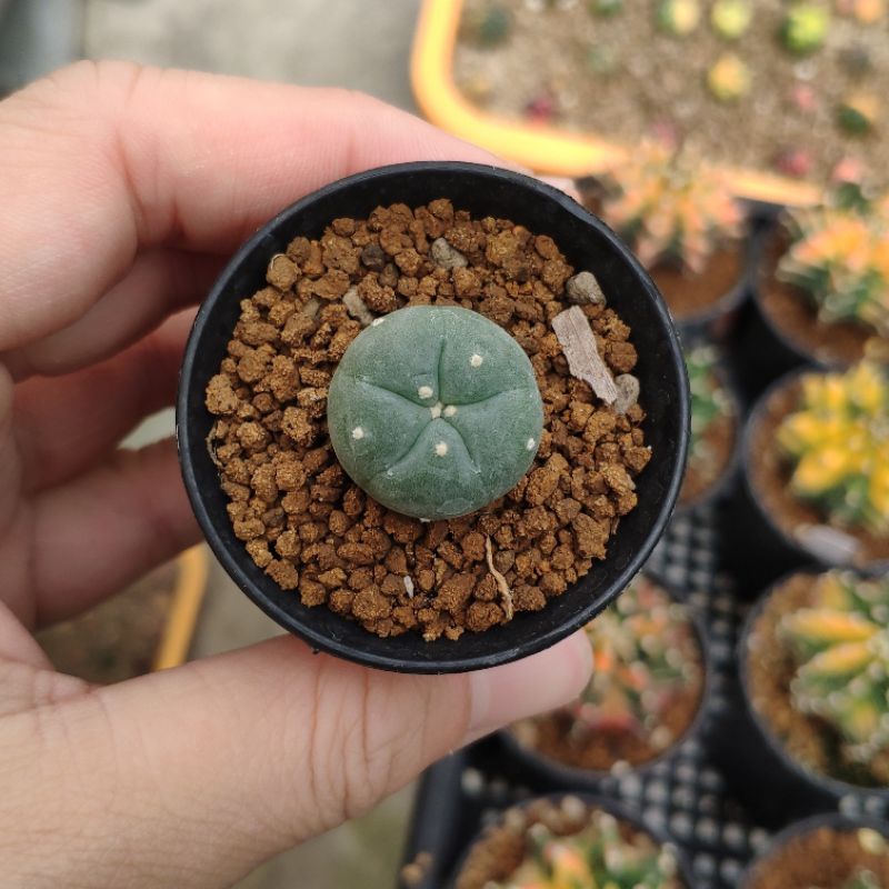 Lophophora Williamsii